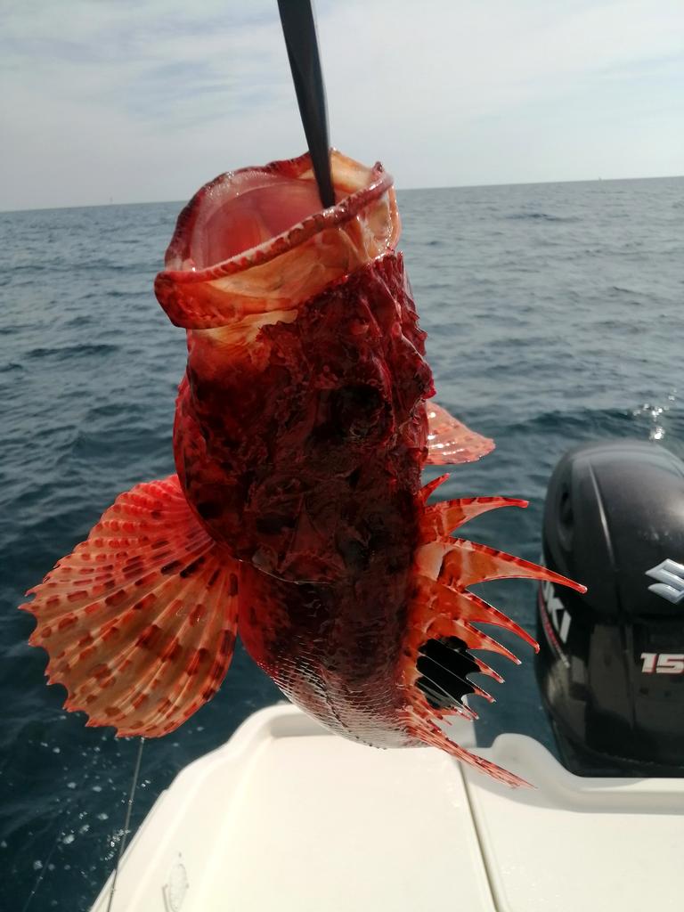 banyuls peche en mer