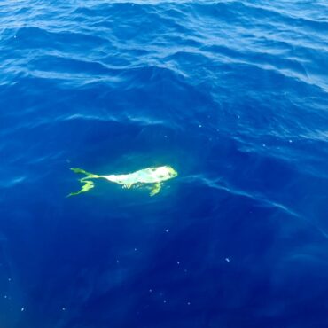 banyuls peche en mer edgar fishing 17