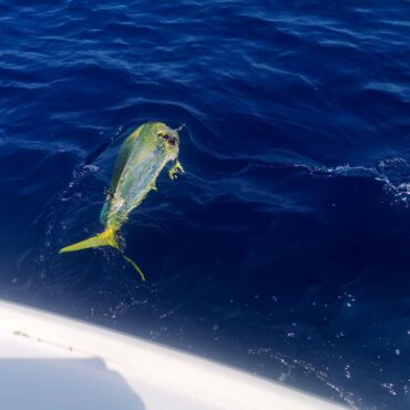 banyuls peche en mer edgar fishing 18