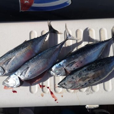 banyuls peche en mer edgar fishing 21