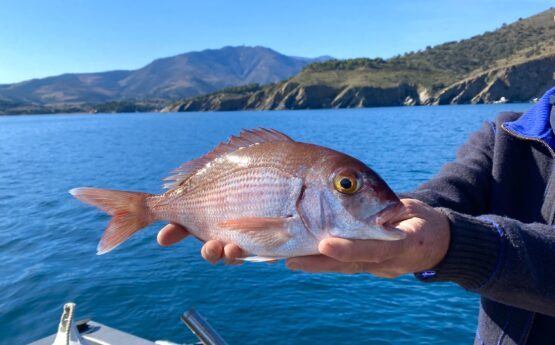 Pagre pêché au large de Banyuls