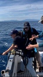 peche au gros dans le 66 golfe du lion