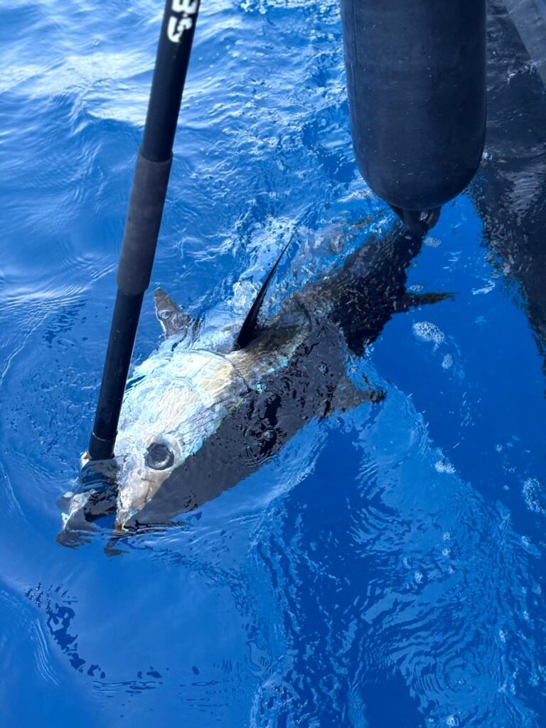 peche au gros dans le 66 golfe du lion 1