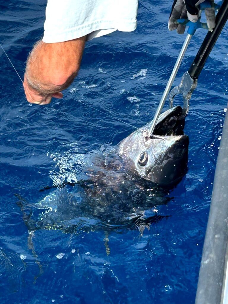 peche au gros dans le 66 golfe du lion 3