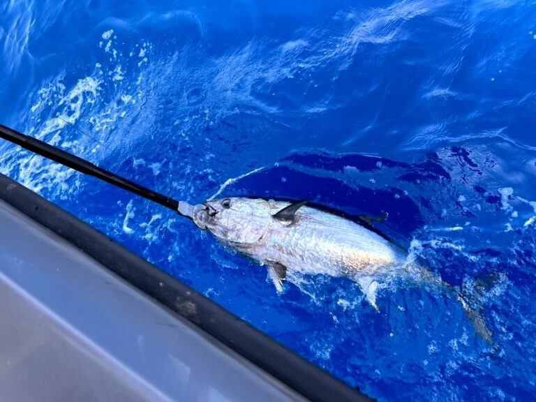 peche au gros dans le 66 golfe du lion 7