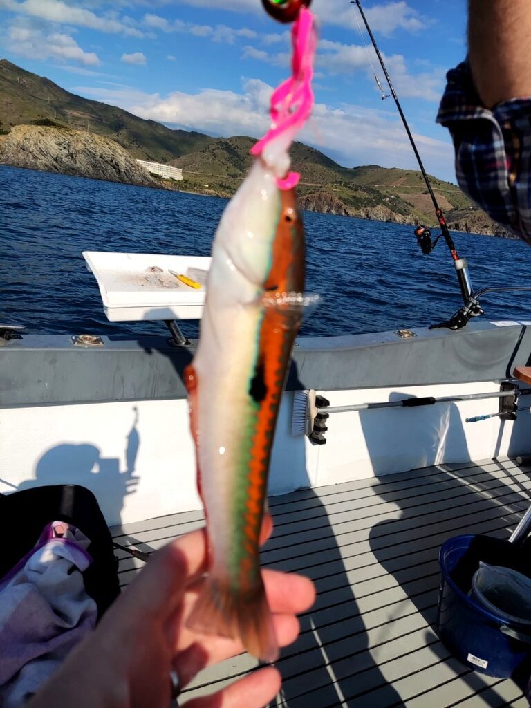 peche cotiere dans le 66 golfe du lion 3