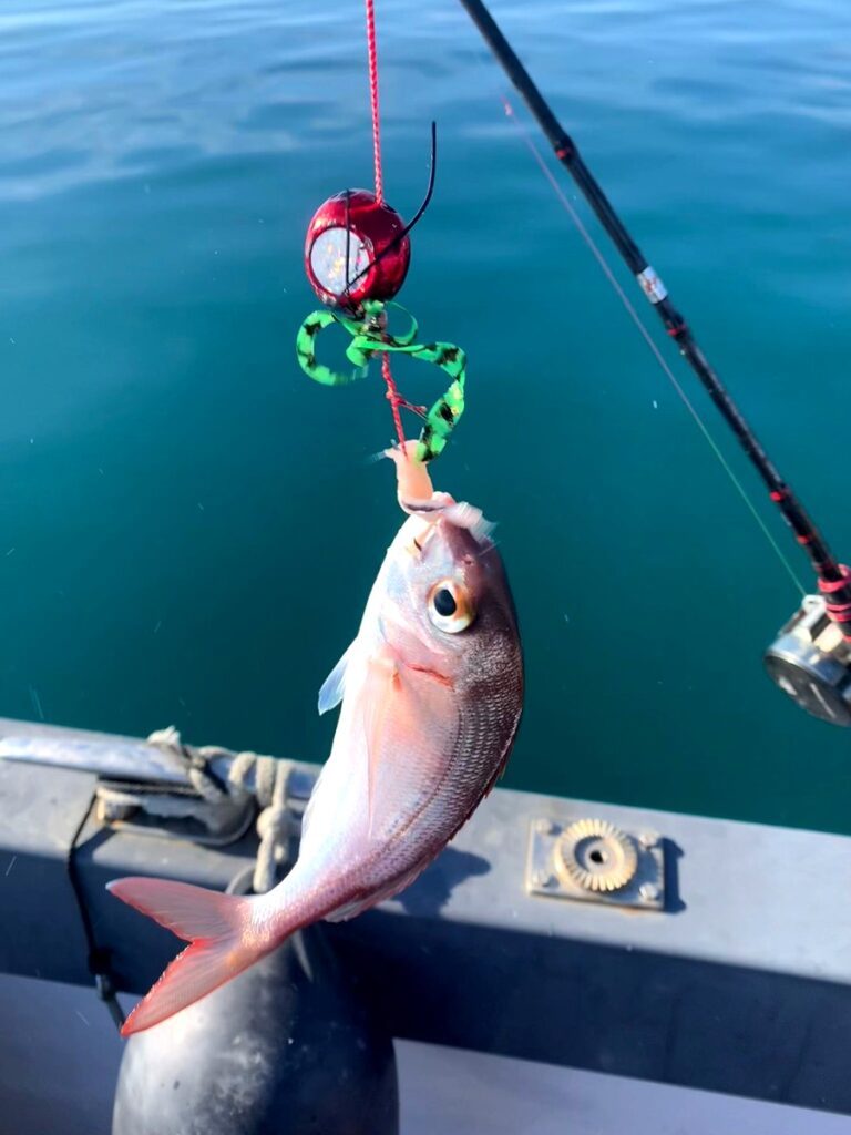 peche cotiere dans le 66 golfe du lion 9